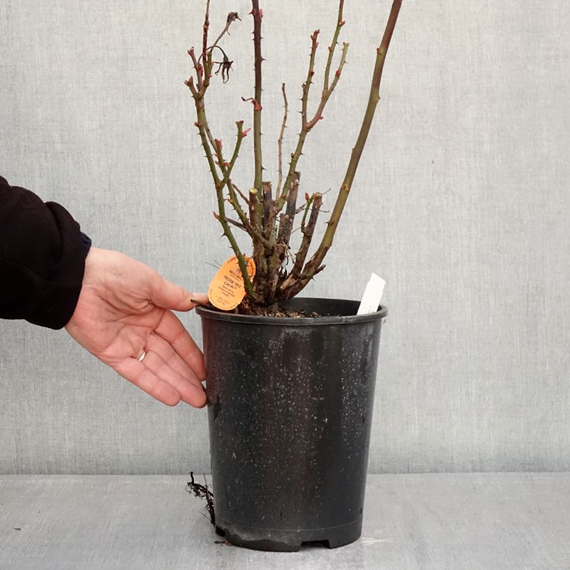 Spécimen de Rosier à fleurs groupées Rose du CICR® Pot de 4L/5L tel que livré en hiver