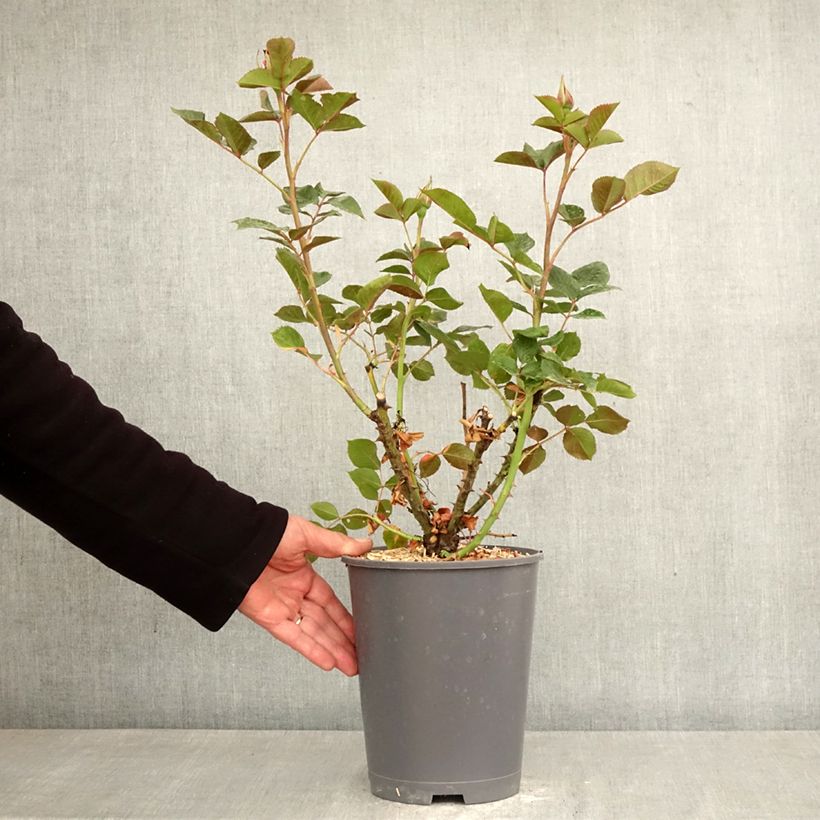 Spécimen de Rosier à fleurs groupées Rose du CICR® Pot de 4L/5L tel que livré au printemps