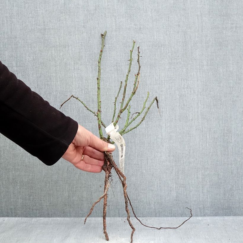 Spécimen de Rosier à fleurs groupées Rose du CICR® Racines nues tel que livré en hiver