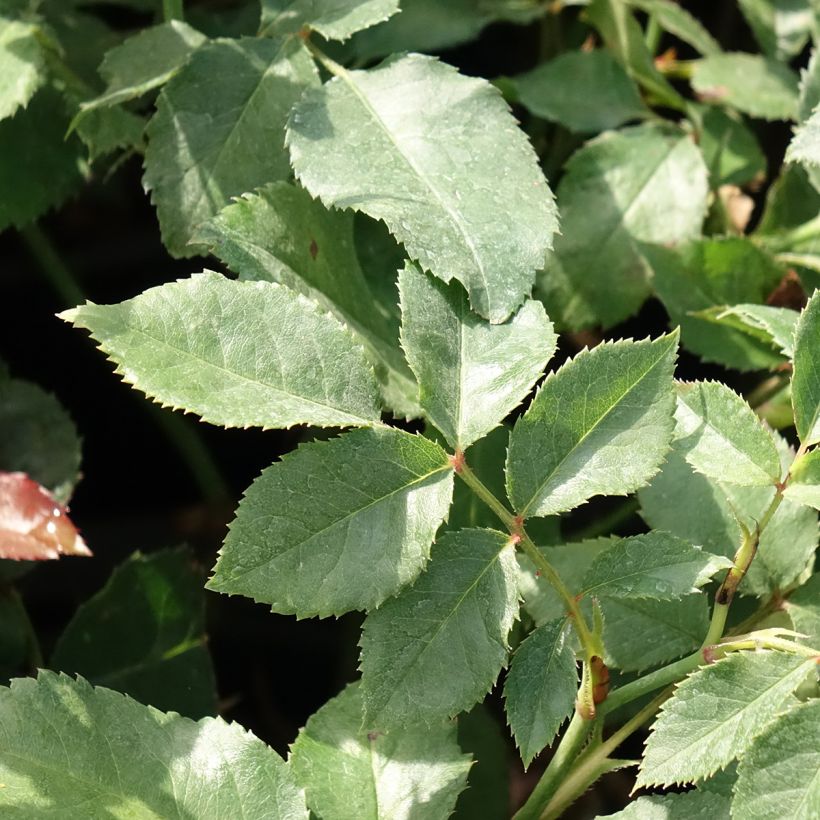 Rosier à fleurs groupées Sophia Romantica  (Feuillage)