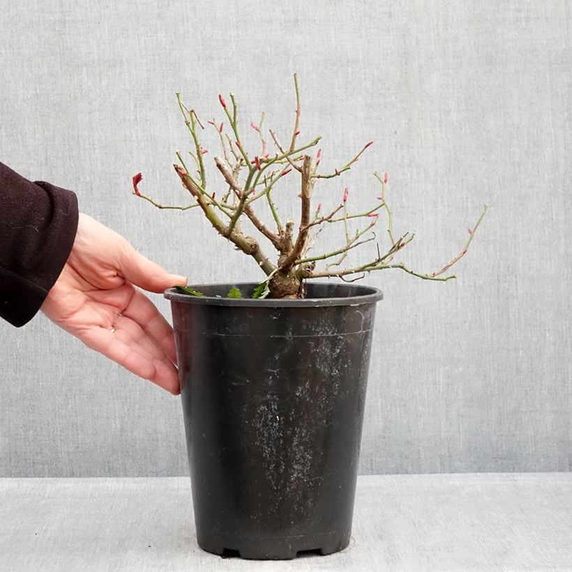 Spécimen de Rosier à fleurs groupées Sophia Romantica  Pot de 4L/5L tel que livré en hiver