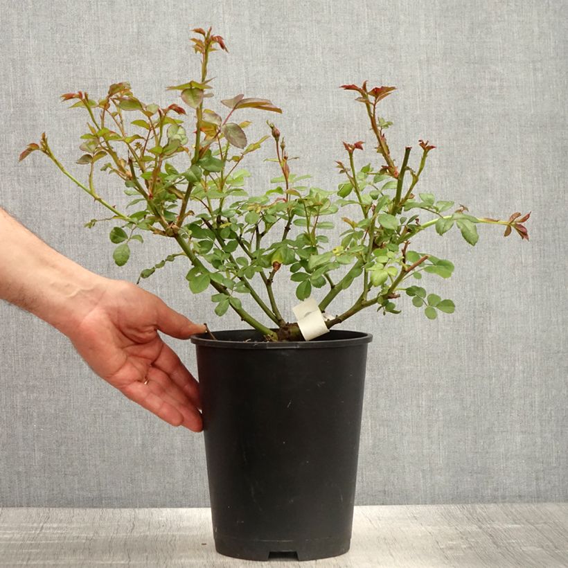 Example of Rosier à fleurs groupées Sourire de Sylvie Pot de 4L/5L as you get in printemps