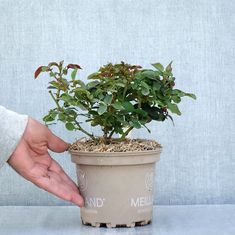 Spécimen de Rosier à fleurs groupées Sugar Candy Rose Pot de 2L/3L tel que livré en été