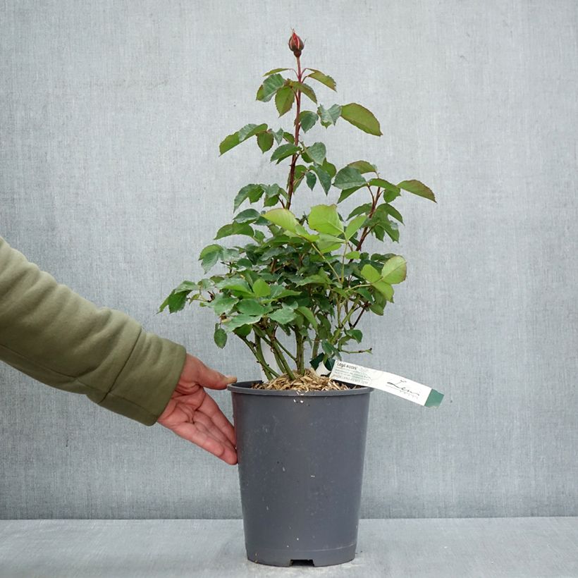 Spécimen de Rosier à fleurs groupées Super Trouper Pot de 4L/5L tel que livré au printemps