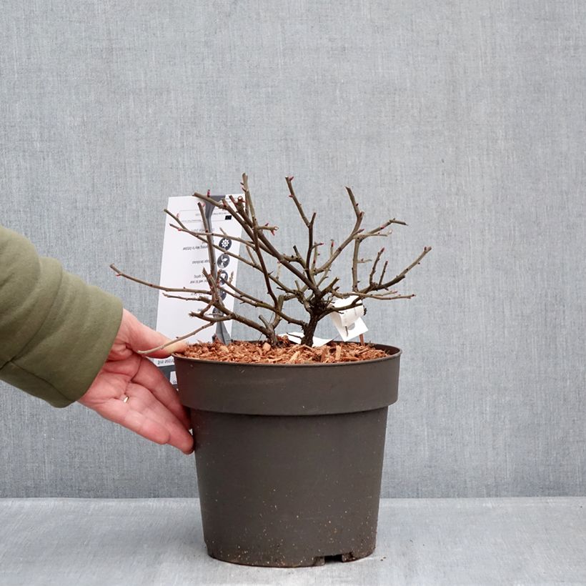 Example of Rosier à fleurs groupées Take it Easy Red  Pot de 4L/5L as you get in hiver