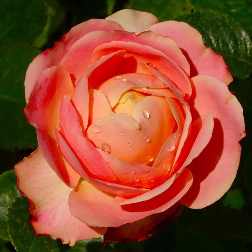 Rosier à fleurs groupées Tobago (Floraison)