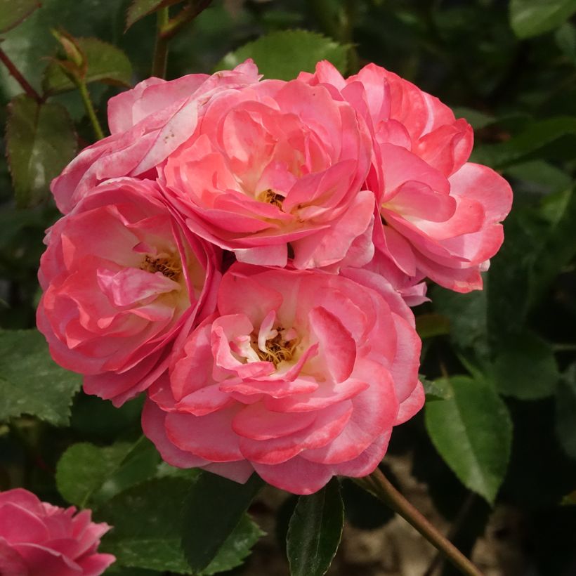 Rosier à fleurs groupées Walferdange (Floraison)