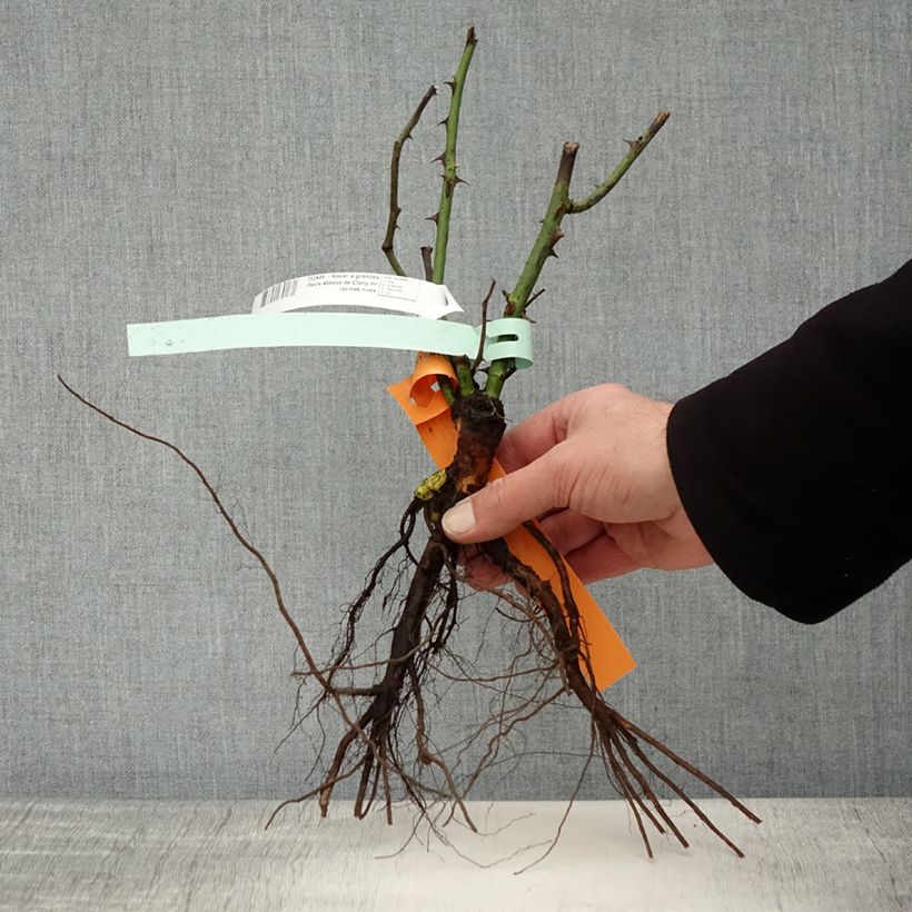 Example of Rosier à grandes fleurs Abbaye de Cluny Racines nues as you get in hiver