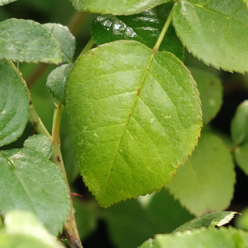 Rosier à grandes fleurs Agatha (Feuillage)
