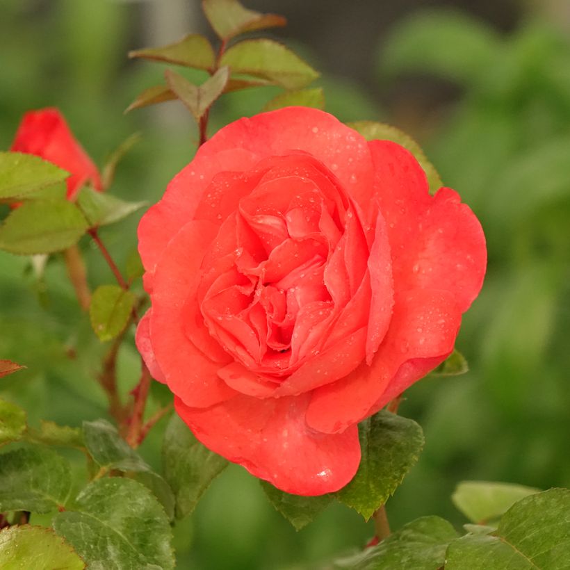 Rosier à grandes fleurs Agatha (Floraison)