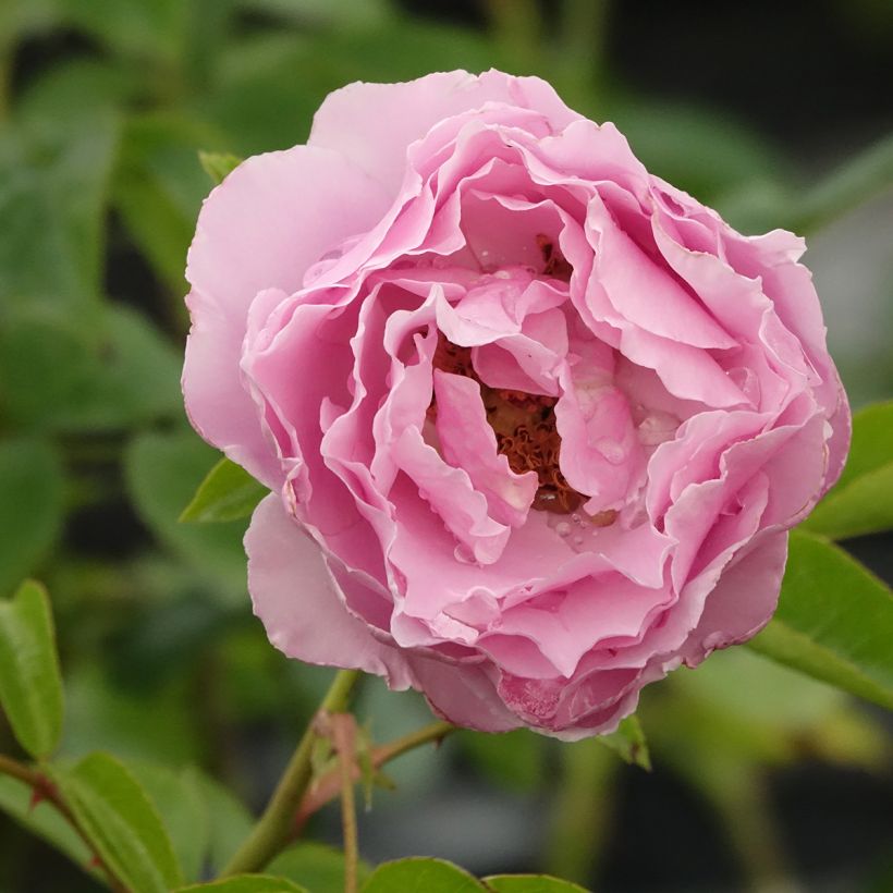 Rosier à grandes fleurs Alexandra David Neel (Floraison)