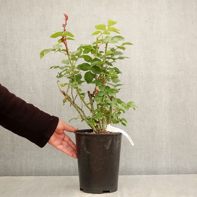 Spécimen de Rosier à grandes fleurs Alexandra David Neel Pot de 4L/5L tel que livré au printemps