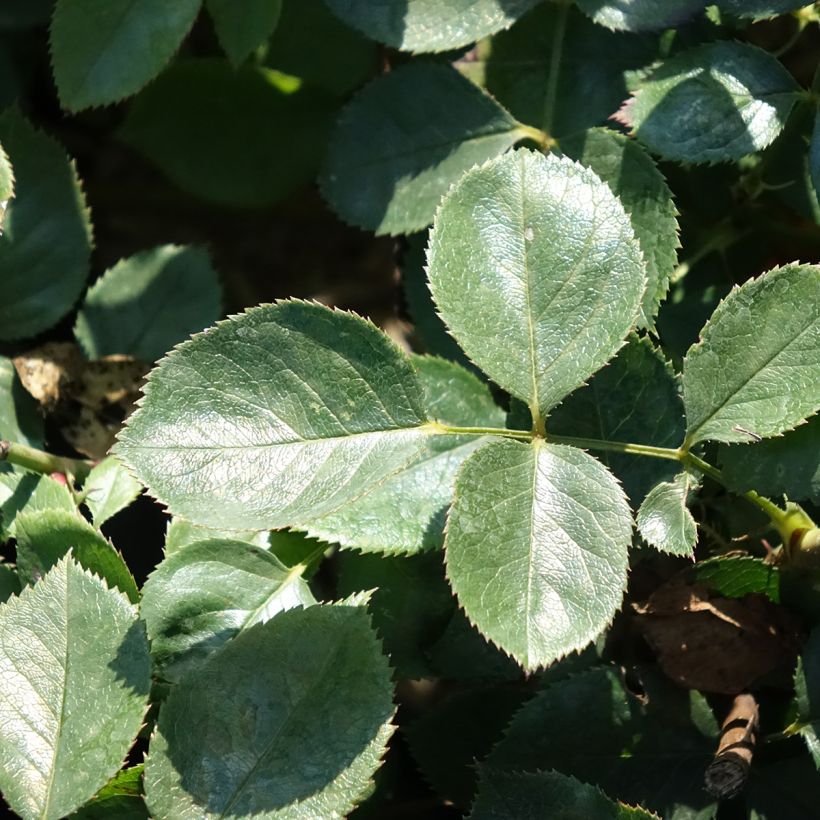 Rosier à grandes fleurs Alexandre Astier (Feuillage)