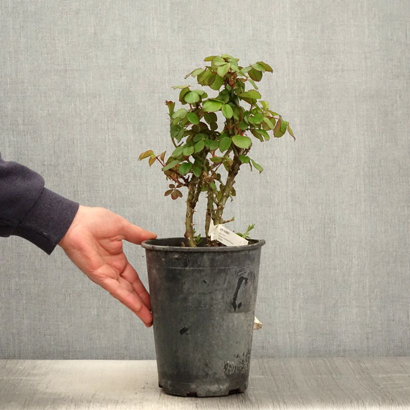 Spécimen de Rosier à grandes fleurs Anahe Pot de 4L/5L tel que livré au printemps
