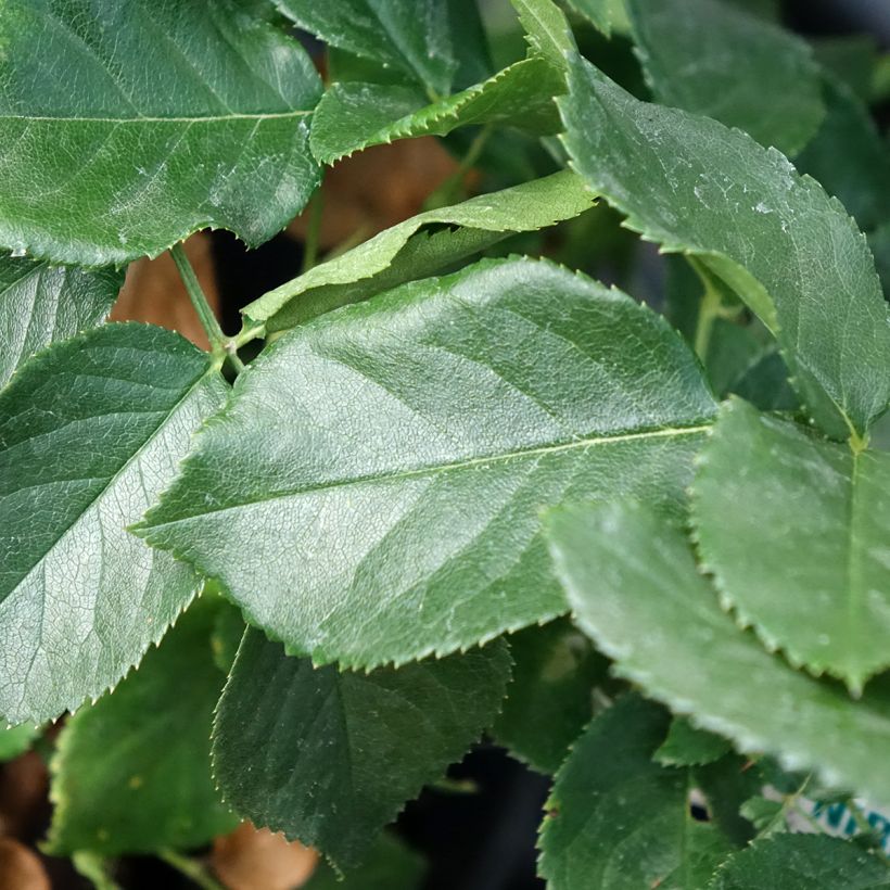 Rosier à grandes fleurs Anastasia (Feuillage)