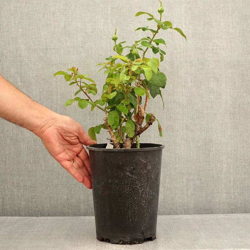 Spécimen de Rosier à grandes fleurs André Le Nôtre Pot de 4L/5L tel que livré en été