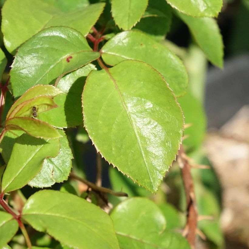 Rosier à grandes fleurs André Le Nôtre (Feuillage)