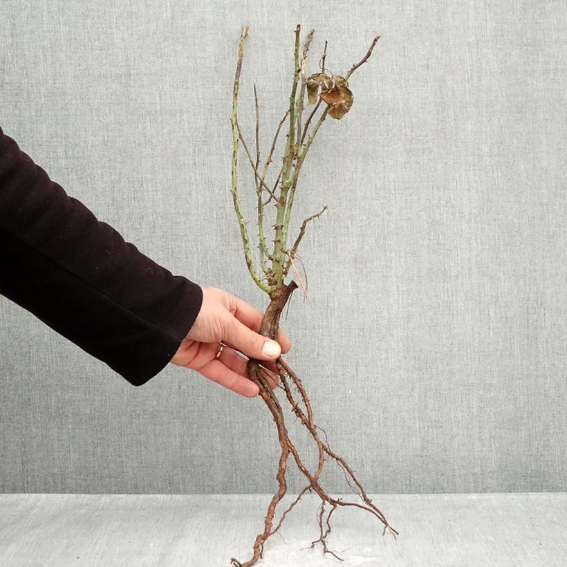 Spécimen de Rosier à grandes fleurs André Le Nôtre Racines nues tel que livré en hiver
