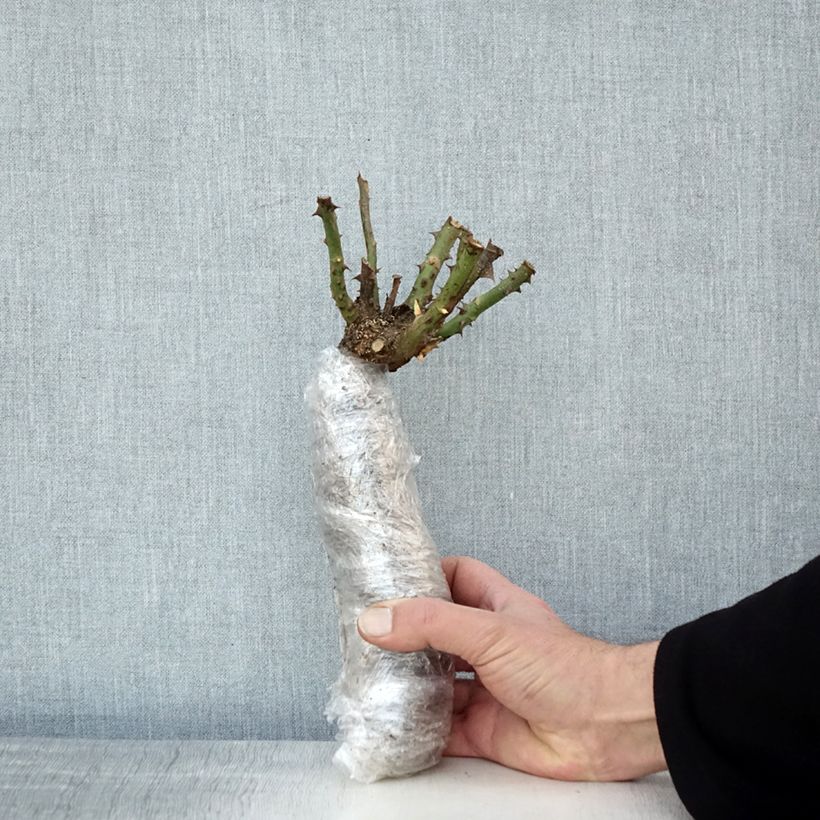 Spécimen de Rosier à grandes fleurs Anne Vanderlove Racines nues en motte tel que livré en hiver