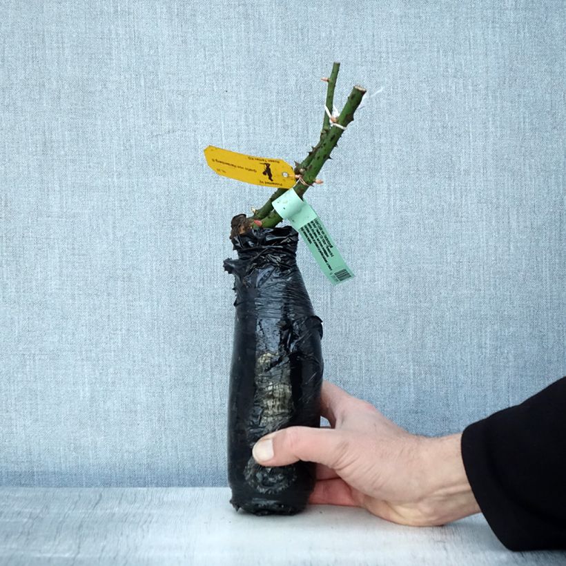 Spécimen de Rosier à grandes fleurs Astrid Gräfin von Hardenberg (Nuit de Chine) Racines nues en motte tel que livré en hiver