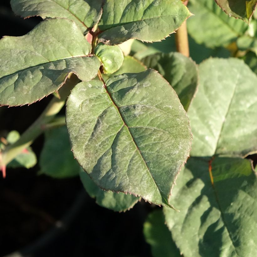Rosier à grandes fleurs Astrid Gräfin von Hardenberg (Nuit de Chine) (Feuillage)