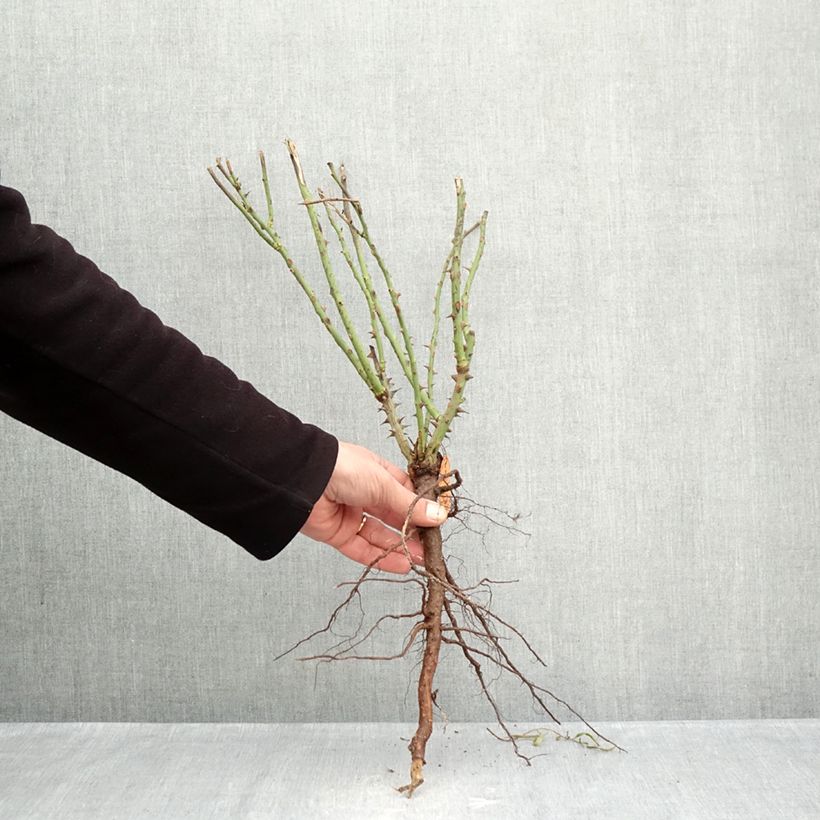 Example of Rosier à grandes fleurs Auguste Escoffier Racines nues as you get in hiver