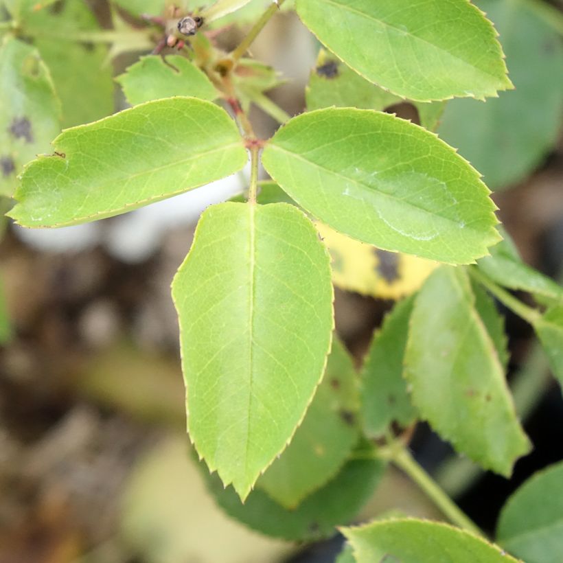 Rosier à grandes fleurs Belle du Seigneur (Feuillage)
