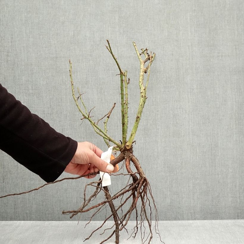 Spécimen de Rosier à grandes fleurs Belles Rives Racines nues tel que livré en hiver