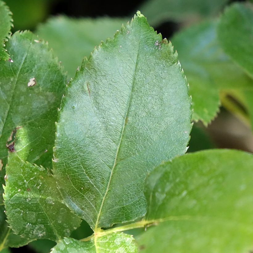 Rosier à grandes fleurs Bernadette Lafont  (Feuillage)