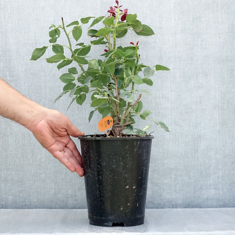 Spécimen de Rosier à grandes fleurs Black Perfumella Pot de 4L/5L tel que livré en été