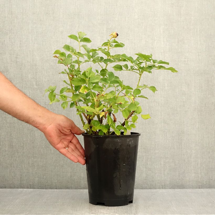 Spécimen de Rosier à grandes fleurs Blue Eden Pot de 4L/5L tel que livré en été