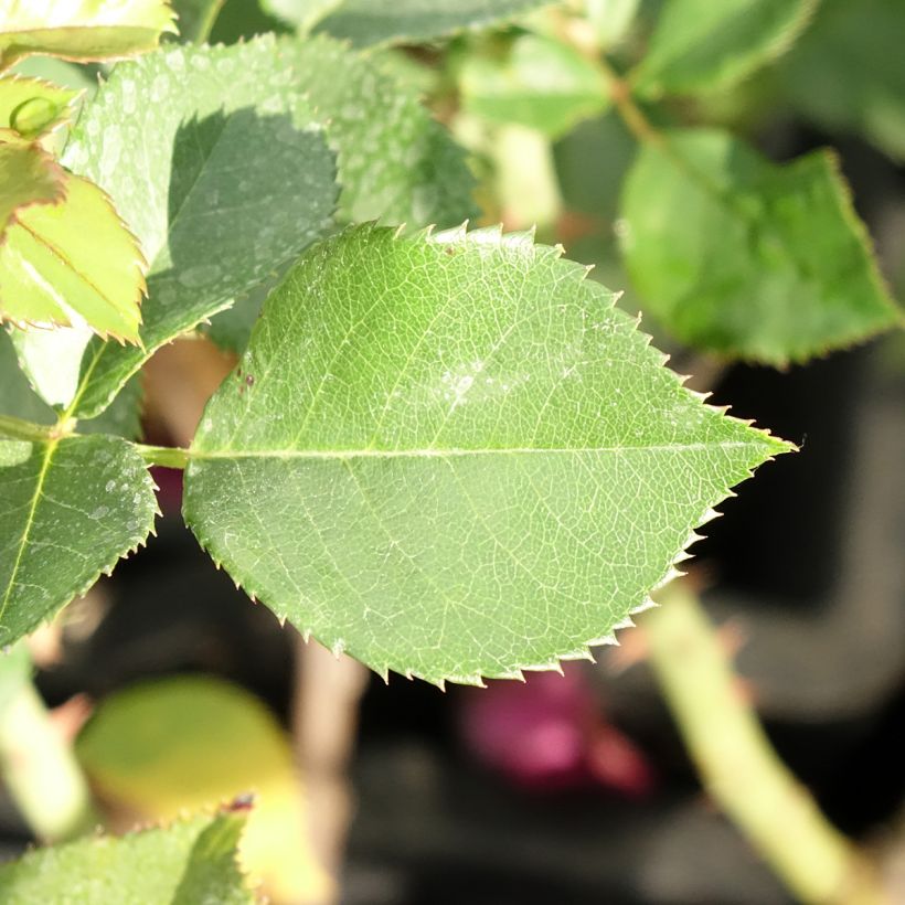 Rosier à grandes fleurs Blue Eden (Feuillage)