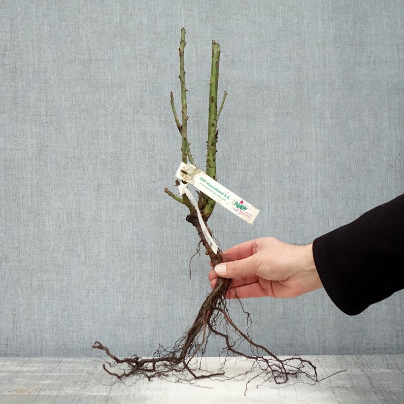 Spécimen de Rosier à grandes fleurs Blue Girl  Racines nues tel que livré en hiver