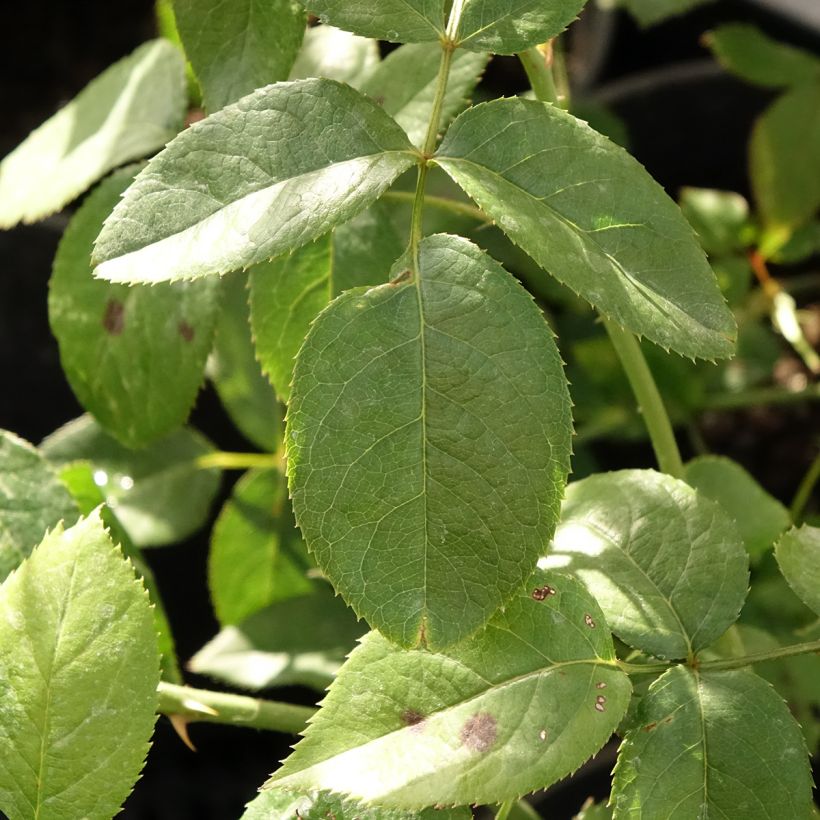 Rosier à grandes fleurs Blue River (Feuillage)