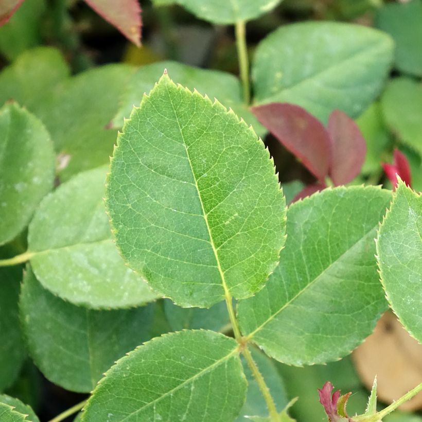 Rosier à grandes fleurs Boréale  (Foliage)