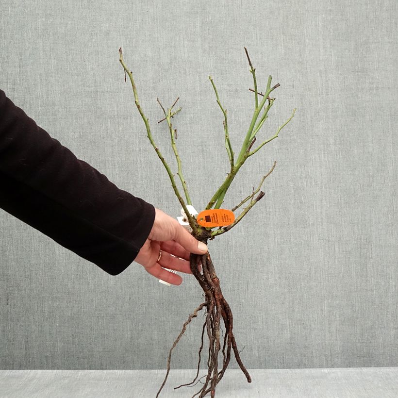 Example of Rosier à grandes fleurs Camille Claudel Racines nues as you get in hiver