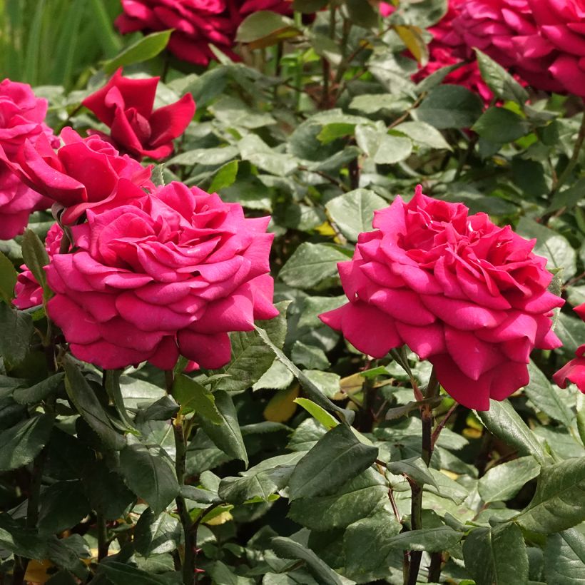 Rosier à grandes fleurs Charlotte Rampling (Floraison)