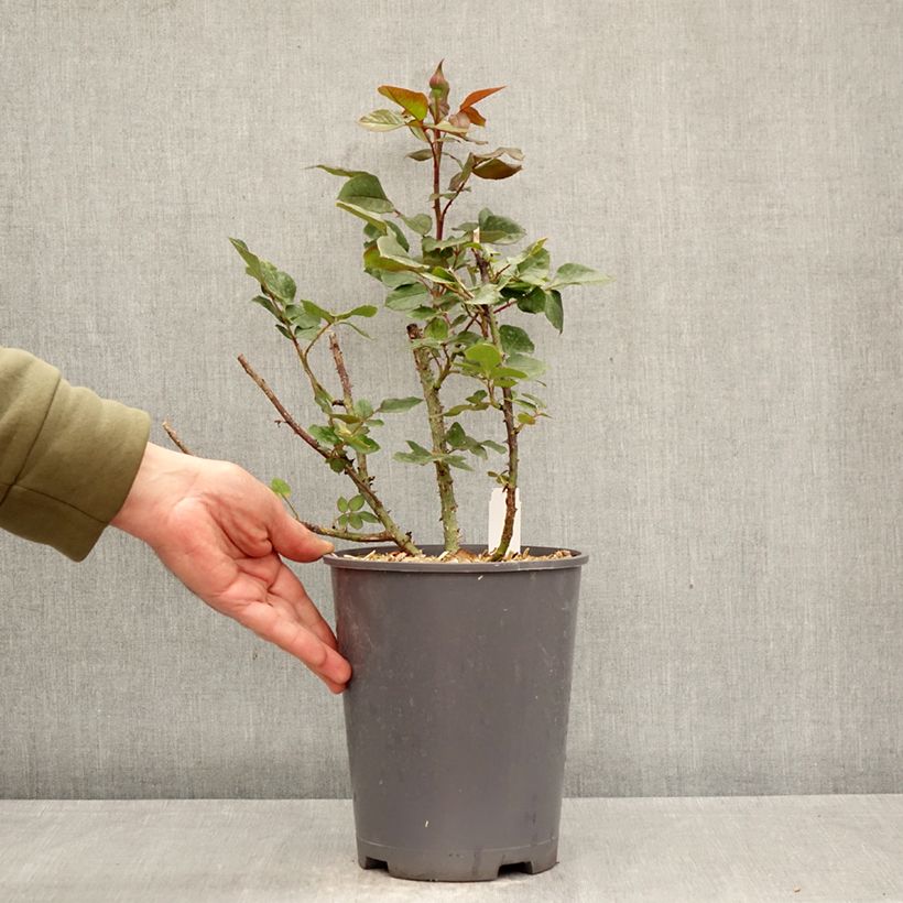 Spécimen de Rosier à grandes fleurs Charlotte Rampling Pot de 4L/5L tel que livré au printemps