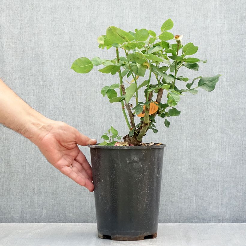 Spécimen de Rosier à grandes fleurs Christophe Colomb Pot de 4L/5L tel que livré en été