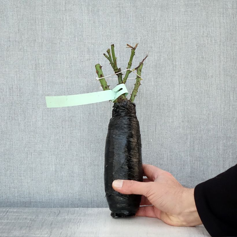 Spécimen de Rosier à grandes fleurs Clair Renaissance Racines nues en motte tel que livré en hiver