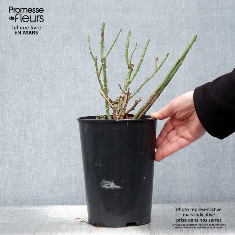 Spécimen de Rosier à grandes fleurs Clair Renaissance Pot de 4L/5L tel que livré au printemps
