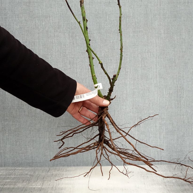 Spécimen de Rosier à grandes fleurs Clair Renaissance Racines nues tel que livré en hiver