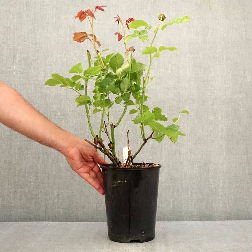 Spécimen de Rosier à grandes fleurs Crémet d'Anjou Pot de 4L/5L tel que livré en été