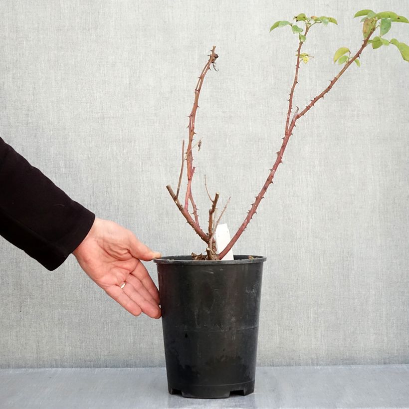 Spécimen de Rosier à grandes fleurs Criterion Pot de 4L/5L tel que livré en automne
