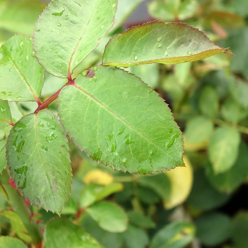 Rosier à grandes fleurs Criterion (Feuillage)