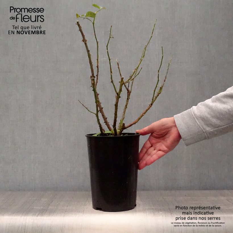 Spécimen de Rosier à grandes fleurs Dame de Coeur Pot de 4L/5L tel que livré en automne
