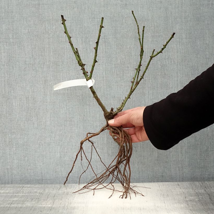 Spécimen de Rosier à grandes fleurs Dame de Coeur Racines nues tel que livré en hiver