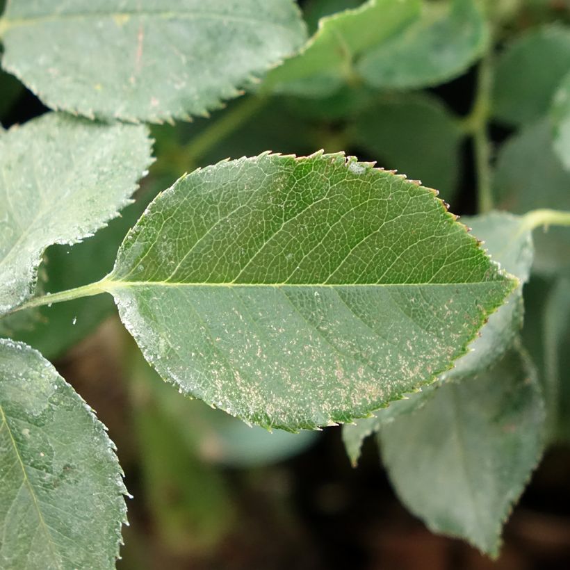 Rosier à grandes fleurs Dame de Coeur (Feuillage)