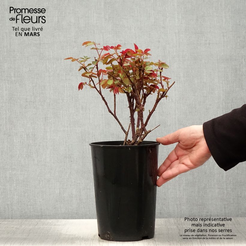 Spécimen de Rosier à grandes fleurs Diamond Jubilee Pot de 4L/5L tel que livré au printemps