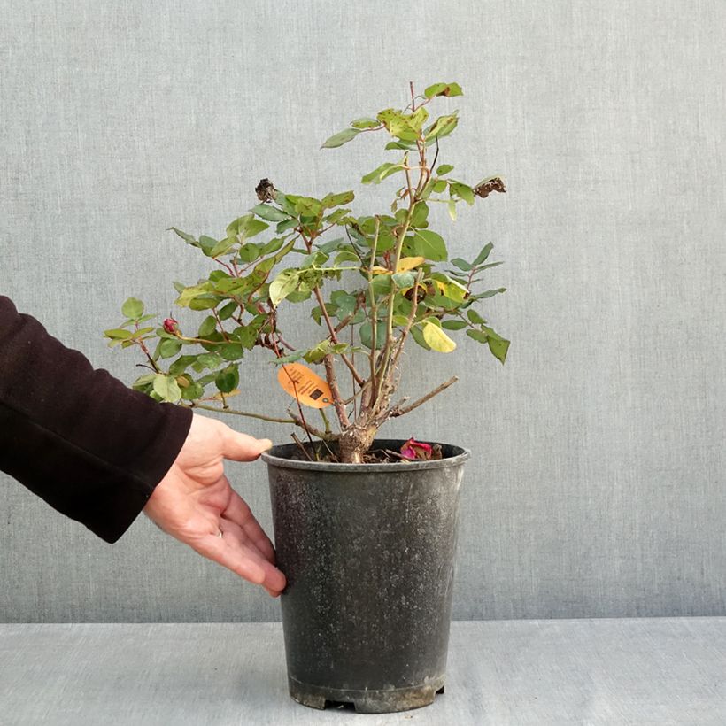 Spécimen de Rosier à grandes fleurs Elégance Française Pot de 4L/5L tel que livré en automne